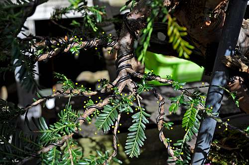 5-5-2016 taxus 028 hans van meer 500