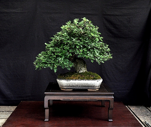 4-7-2016 kleine meidoorn 172 hans van meer 500