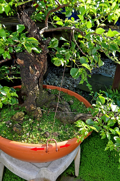 7-7-2016 XL hans van meer 169 org 500