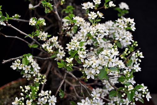 Prunus mahaleb “air layer” one year&nbsp;later.