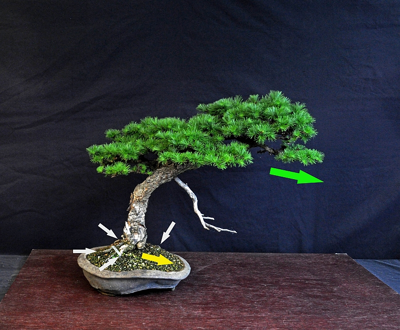 My Larch roots (Nebari). – The Bonsai Blog of Hans van Meer