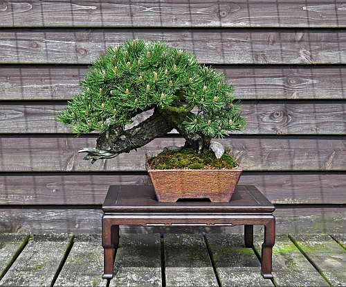 pomisor bonsai Pom Pom Juniper  Southern Idaho Landscape Center