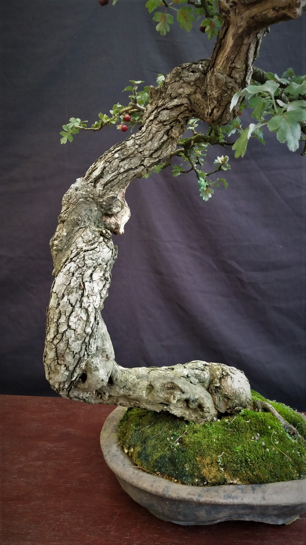 Deadwood spiral on my old Hawthorn.  The Bonsai Blog of Hans van Meer