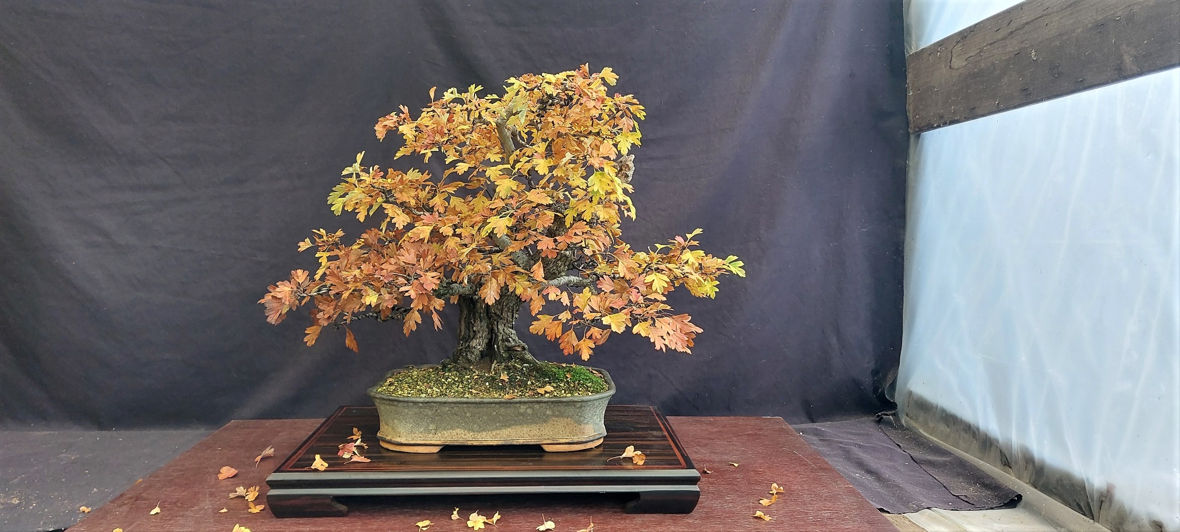 The Bonsai Blog of Hans van Meer – Real Bonsai addict story's.
